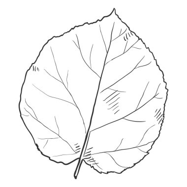 Siyah kroki çizimi - Hazel ağacının yaprak vektör