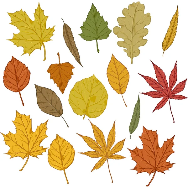 Vector Set Cartoon Autumn Tree Leaves Leaf Types Collection — Stock Vector
