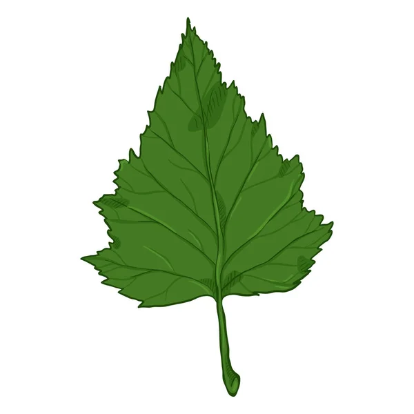Vector Cartoon Illustration Green Leaf Birch Tree — Stock Vector