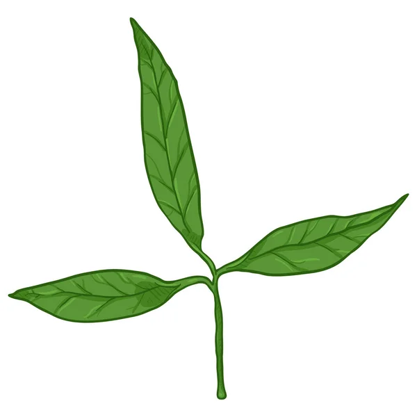 Διάνυσμα Καρτούν Εικονογράφηση Πράσινο Κλαδί Δέντρο Φύλλα — Διανυσματικό Αρχείο