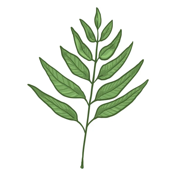 Vektorové Ilustrace Kreslené Větev Stromu Zelenými Listy — Stockový vektor