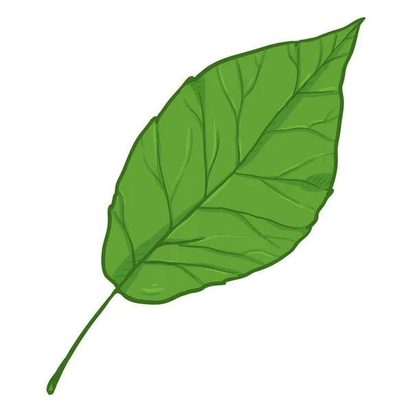 Vector Cartoon Illustration Green Leaf Poplar — Stock Vector