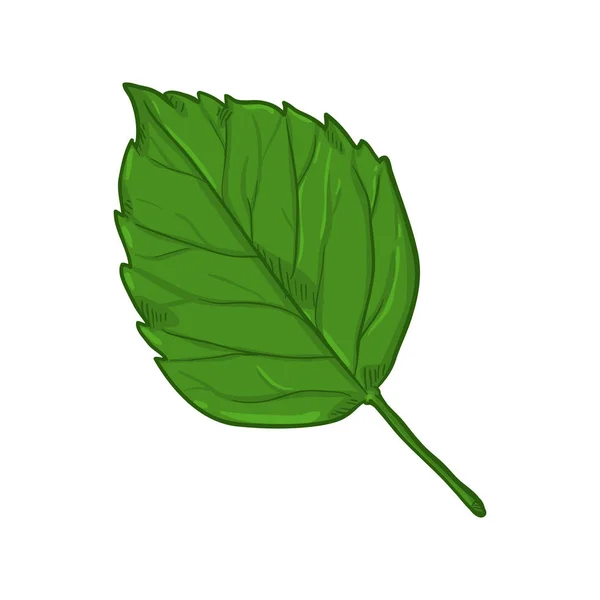 Vector Cartoon Illustration Green Leaf Birch Dalam Bahasa Inggris - Stok Vektor