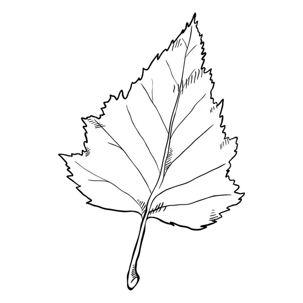 Zwarte Schets Vectorillustratie Blad Van Birch Tree — Stockvector