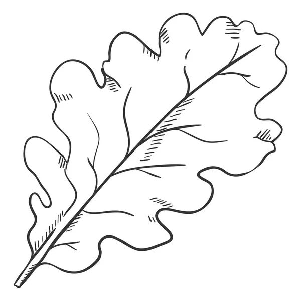 Vektör Siyah Kroki Çizim Meşe Ağacının Yaprak — Stok Vektör