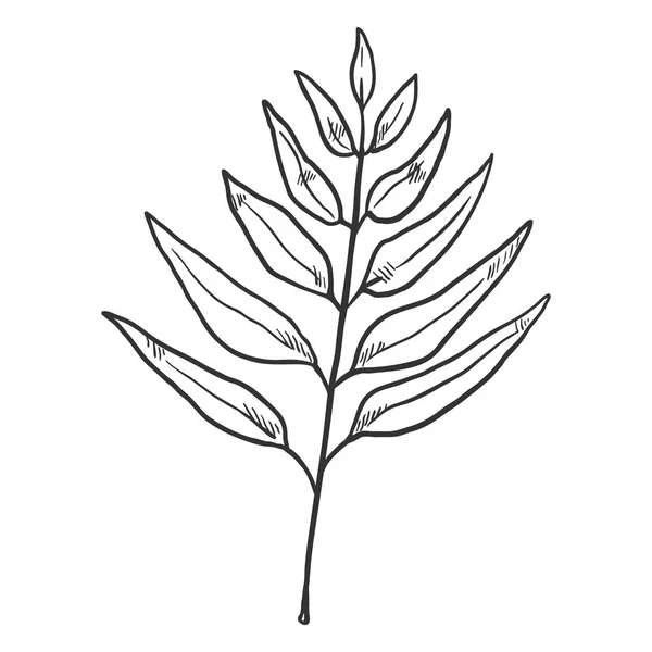 Εικονογράφηση Διάνυσμα Σκίτσο Μαύρο Υποκατάστημα Της Δέντρο Φύλλα — Διανυσματικό Αρχείο