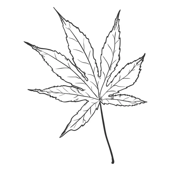 Dibujos: hoja de marihuana dibujo a lapiz | hoja de la planta cannabis