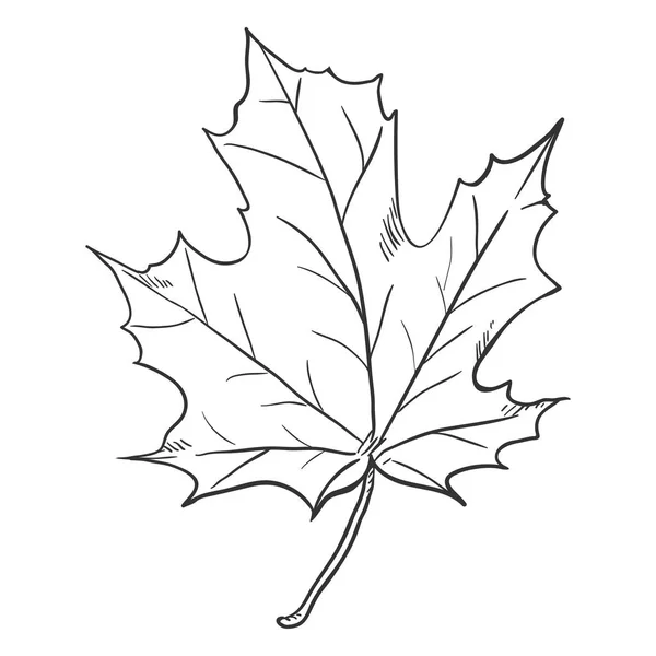 Vector Black Sketch Ilustração Folha Maple — Vetor de Stock