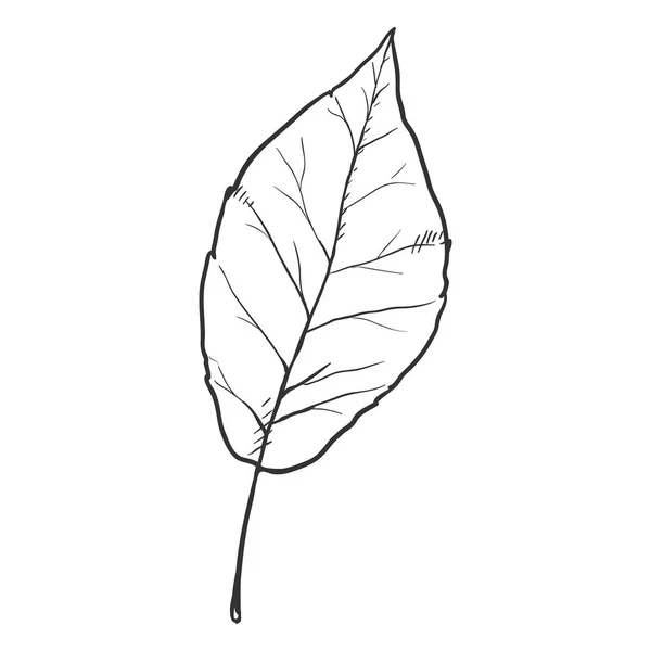 矢量黑色素描插图 杨树叶 — 图库矢量图片