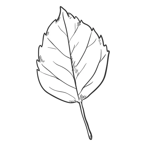 Vector Black Sketch Illustration Leaf Birch — Stock Vector