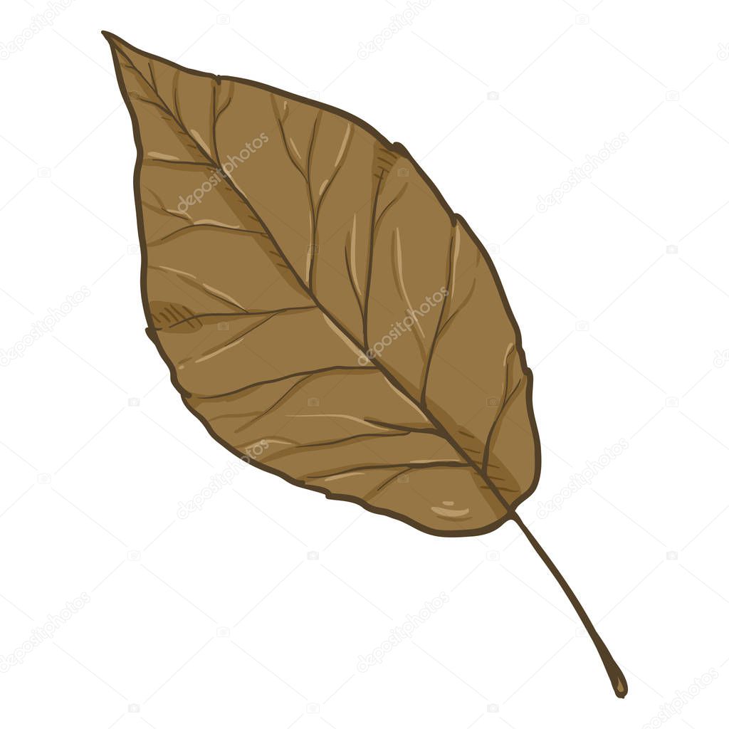 Vector Cartoon Illustration - Autumn Fallen Brown Leaf of Poplar