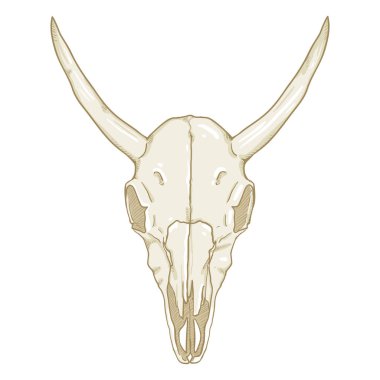 çizilmiş açık görünümü, boğa kafatası beyaz arka plan üzerinde