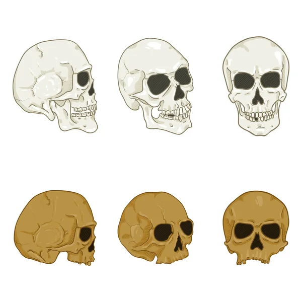 Set Cráneo Humano Color Dibujos Animados Sobre Fondo Blanco — Vector de stock