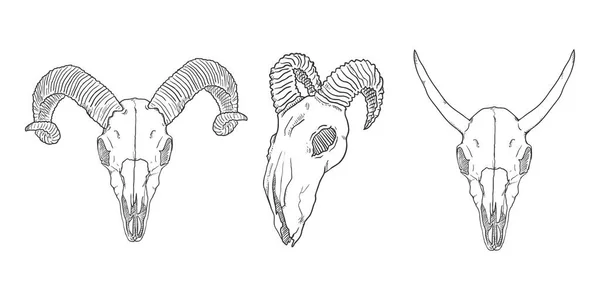 白い背景の上の角のある動物の頭蓋骨のセット — ストックベクタ