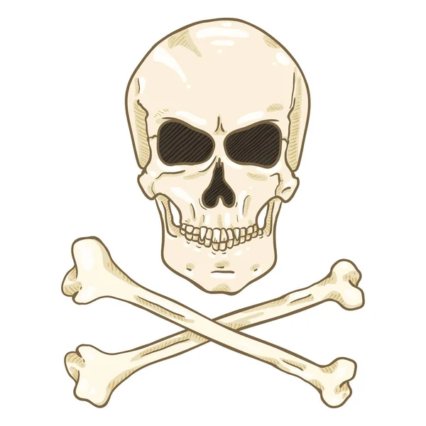 Human Skull Cross Bones White Background — Stock Vector