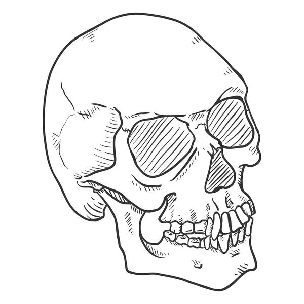 Calavera Humana Dibujada Mano Sobre Fondo Blanco — Vector de stock