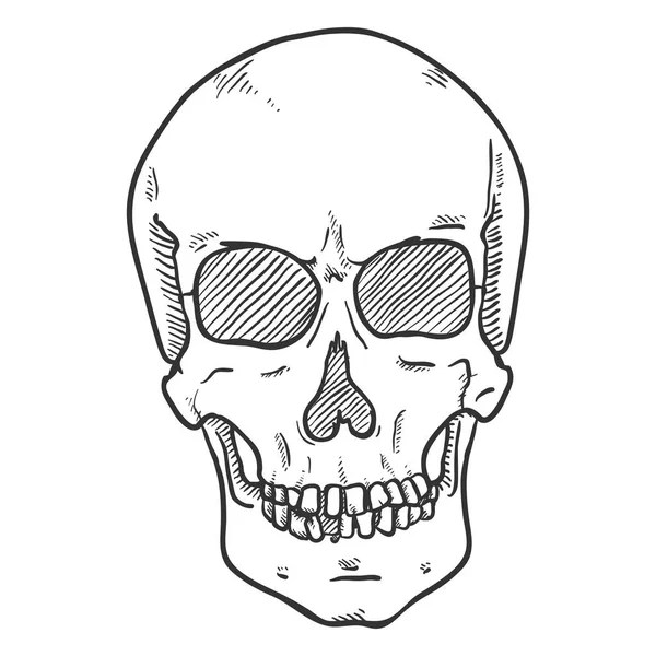 Voorste Weergave Van Menselijke Schedel Witte Achtergrond — Stockvector
