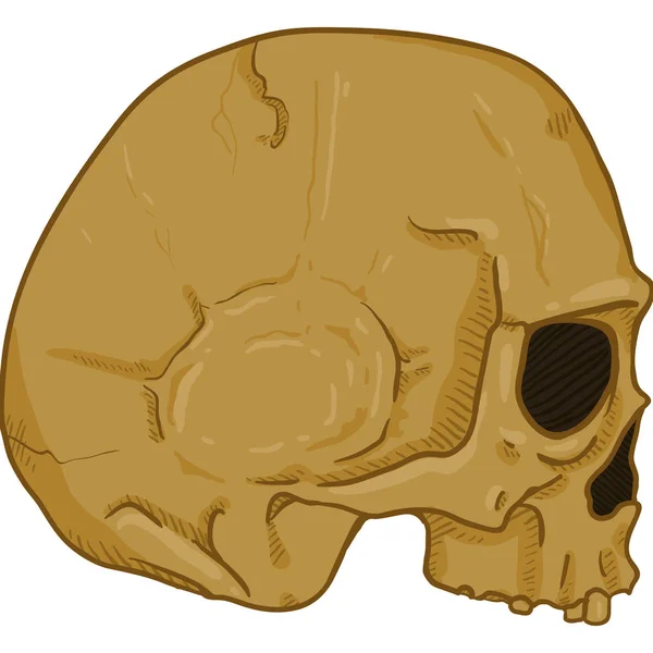 白色背景上的老褐色人类头骨侧面观察 — 图库矢量图片