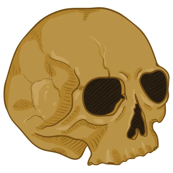 Old Brown Human Skull White Background — Stock Vector