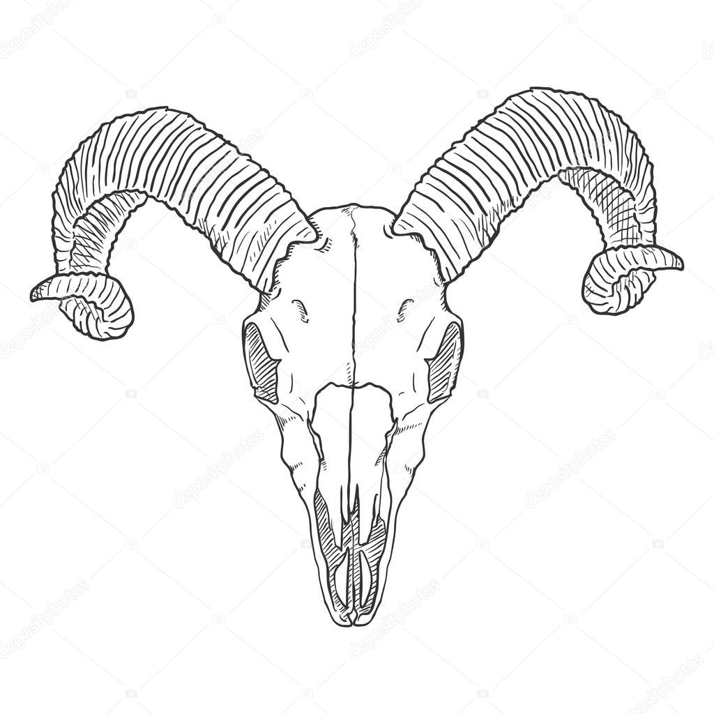 hand-drawn Skull of Ram on white background