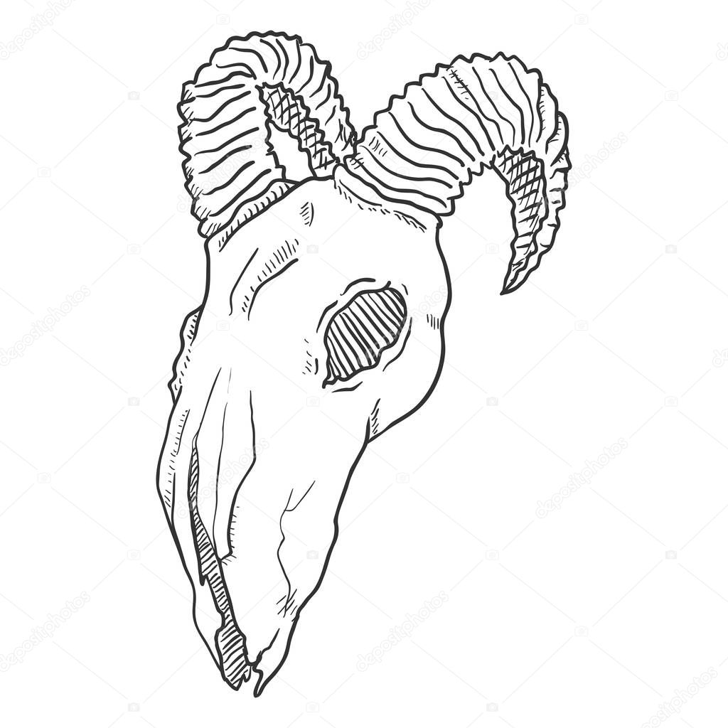 hand-drawn Skull of Goat on white background