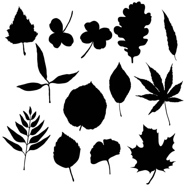 Set Black Silhouetted Tree Leaves — Stock Vector
