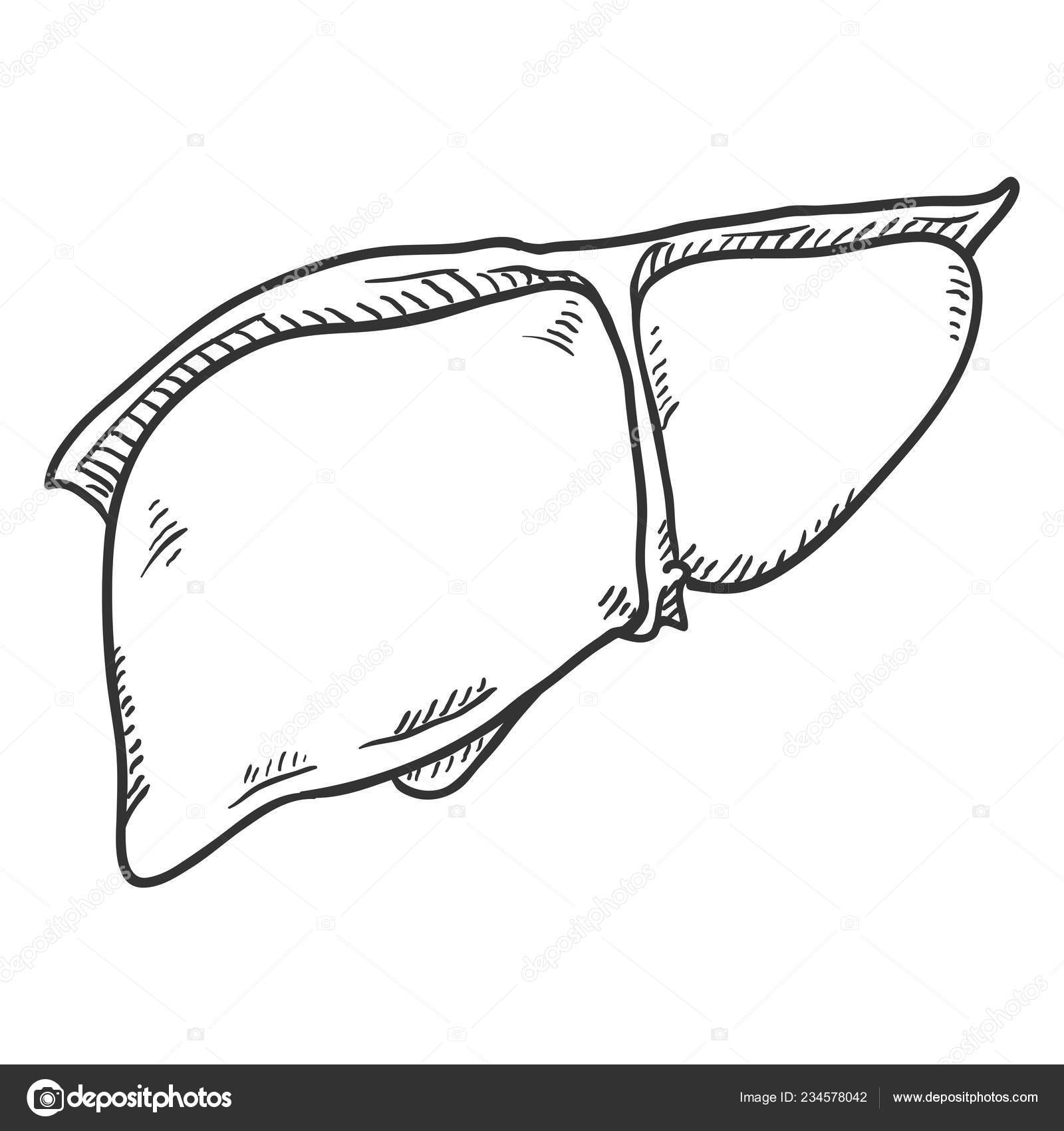 Liver. Realistic hand-drawn icon of human internal organs. Engraving art.  Sketch style. Design concept for your medical projects post viral Stock  Vector Image & Art - Alamy