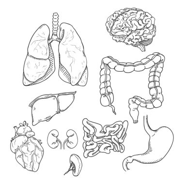 Vektör çizim Set anatomik insan organları. İlaç illüstrasyon.