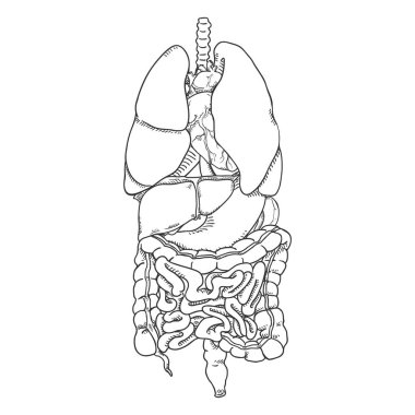 Vektör elle çizilmiş kroki Set anatomik insan organları