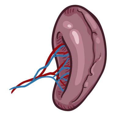 Vektör çizgi film insan dalak. Anatomik Organ illüstrasyon.