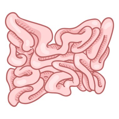 Vektör çizgi film insan ince bağırsak. Anatomik Organ illüstrasyon.
