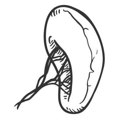Vektör çizimi insan dalak. Anatomik Organ illüstrasyon.