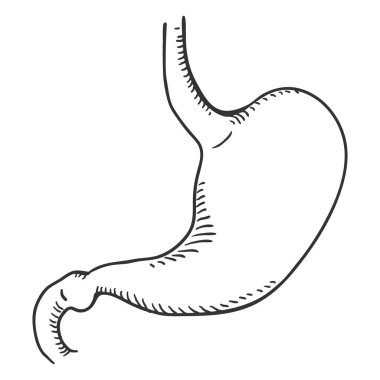 Vektör çizimi insan mide. Anatomik Organ illüstrasyon.