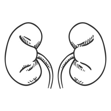 Vektör çizimi insan böbrek. Anatomik Organ illüstrasyon.