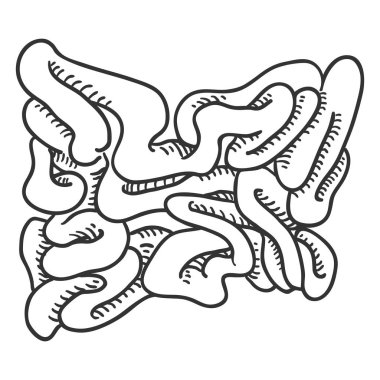 Vektör çizimi insan ince bağırsak. Anatomik Organ illüstrasyon.