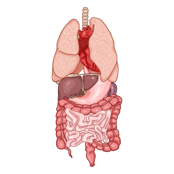 Serie Cartoni Animati Vettoriali Organi Umani Anatomici — Vettoriale Stock