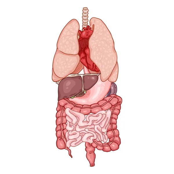 Vektor Tecknad Uppsättning Anatomiska Mänskliga Organ — Stock vektor