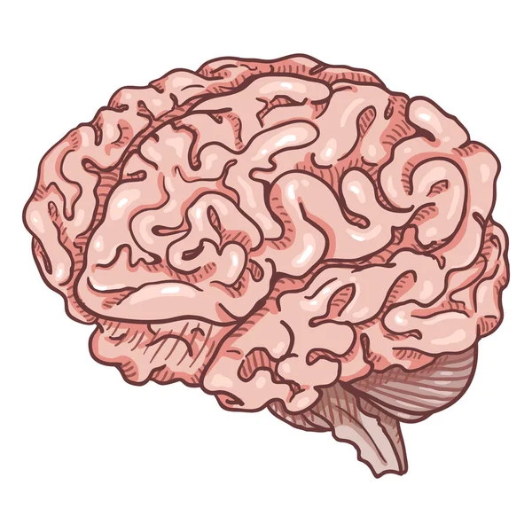 Vector Dibujos Animados Rosa Cerebro Humano — Archivo Imágenes Vectoriales
