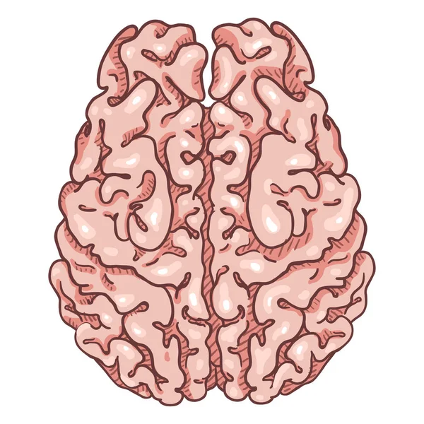 Vector Cartoon Pink Human Brain Vista Superior — Vector de stock