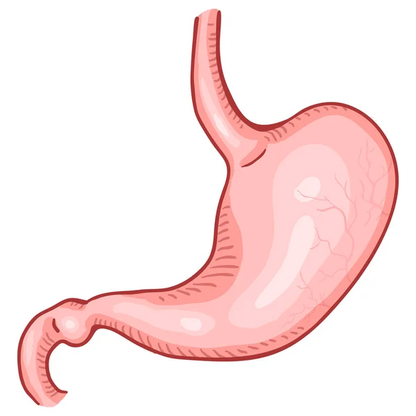 ベクトル漫画 人間の胃 解剖学的器官の図 — ストックベクタ