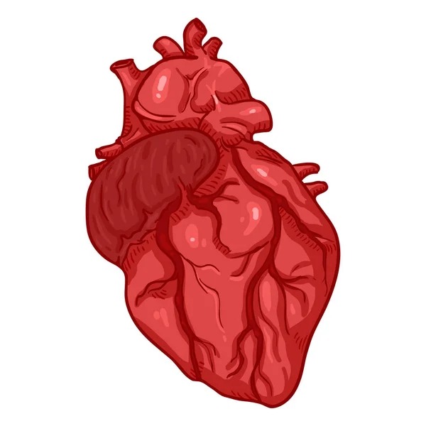 Cuore Umano Del Fumetto Vettoriale Illustrazione Anatomica Dell Organo — Vettoriale Stock