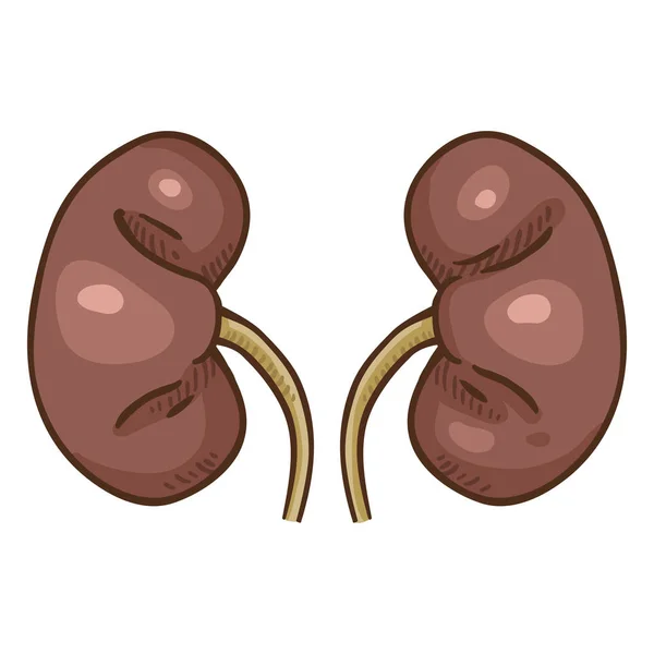 向量动画片人肾脏 解剖器官插图 — 图库矢量图片