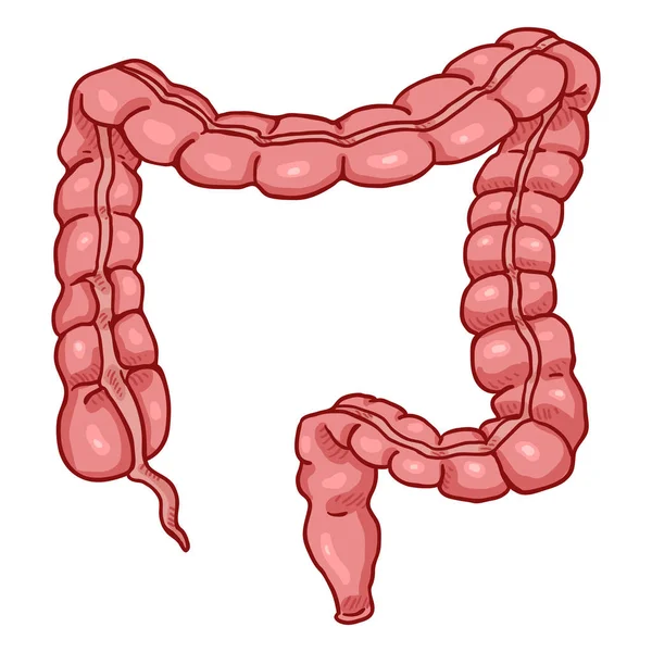 Vector Cartoon Human Large Intestine Inglés Ilustración Órganos Anatómicos — Archivo Imágenes Vectoriales