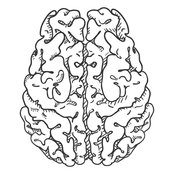 Vector Dibujado Mano Sketch Cerebro Humano Vista Superior — Archivo Imágenes Vectoriales
