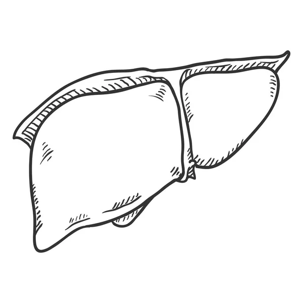 Vector Sketch Human Liver Órgão Anatómico — Vetor de Stock