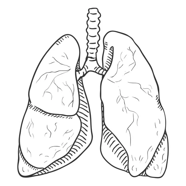 Polmoni Umani Vector Sketch Illustrazione Anatomica Dell Organo — Vettoriale Stock