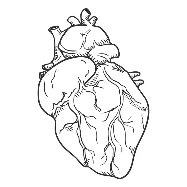 Cuore Umano Vector Sketch Illustrazione Anatomica Dell Organo — Vettoriale Stock