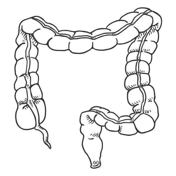 Vector Sketch Human Large Intestine Anatomical Organ Illustration — Stock Vector