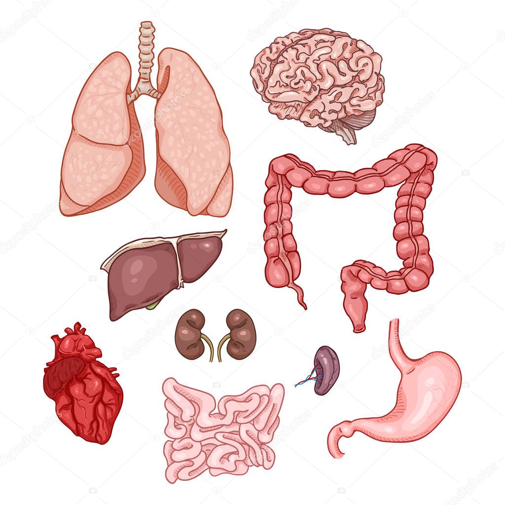 Vector Cartoon Set of Anatomical Human Organs. Medicine Illustration.