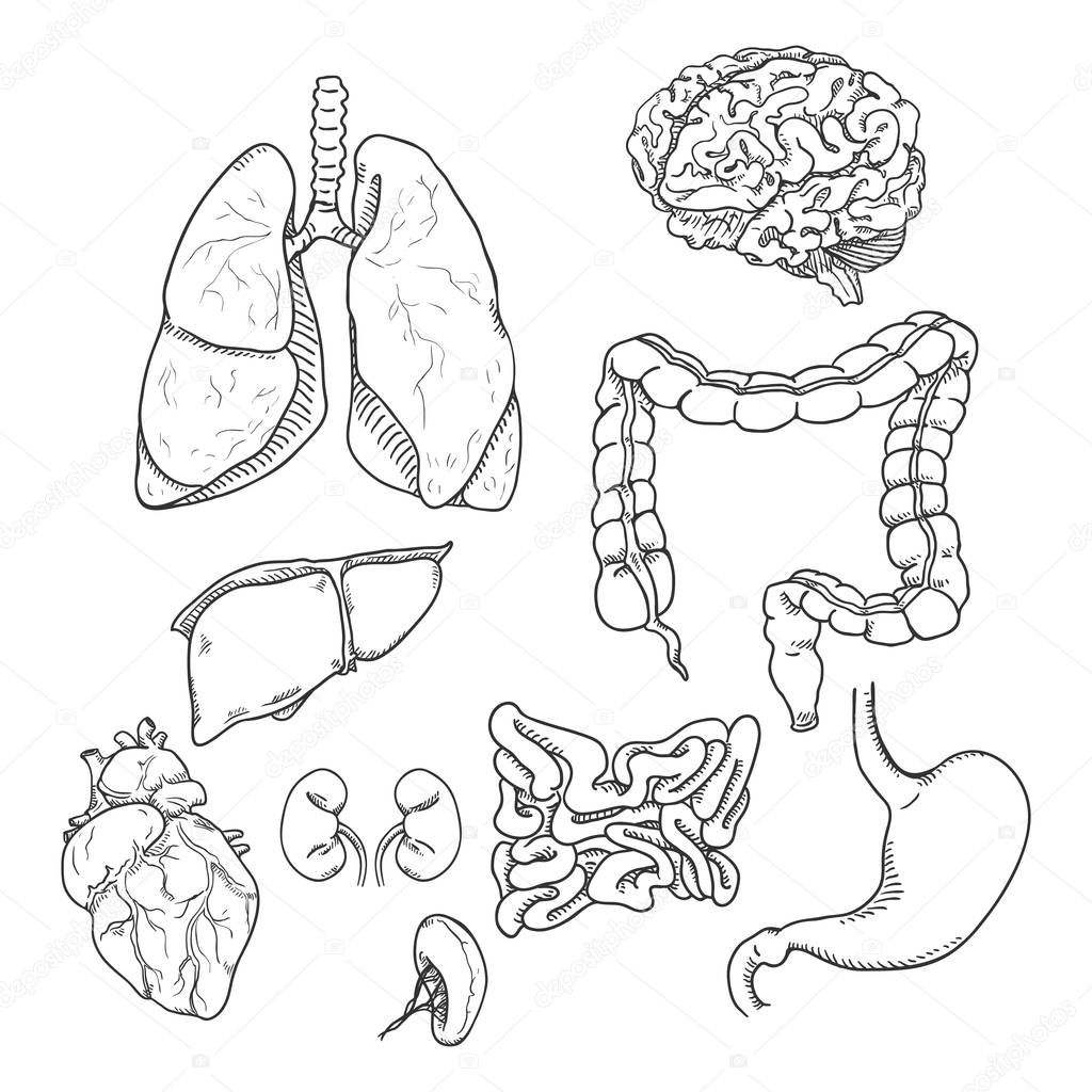 Vector Sketch Set of Anatomical Human Organs. Medicine Illustration.
